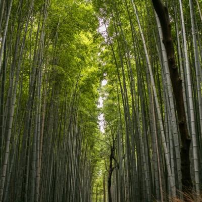 冰淇淋大作战2游戏下载安装